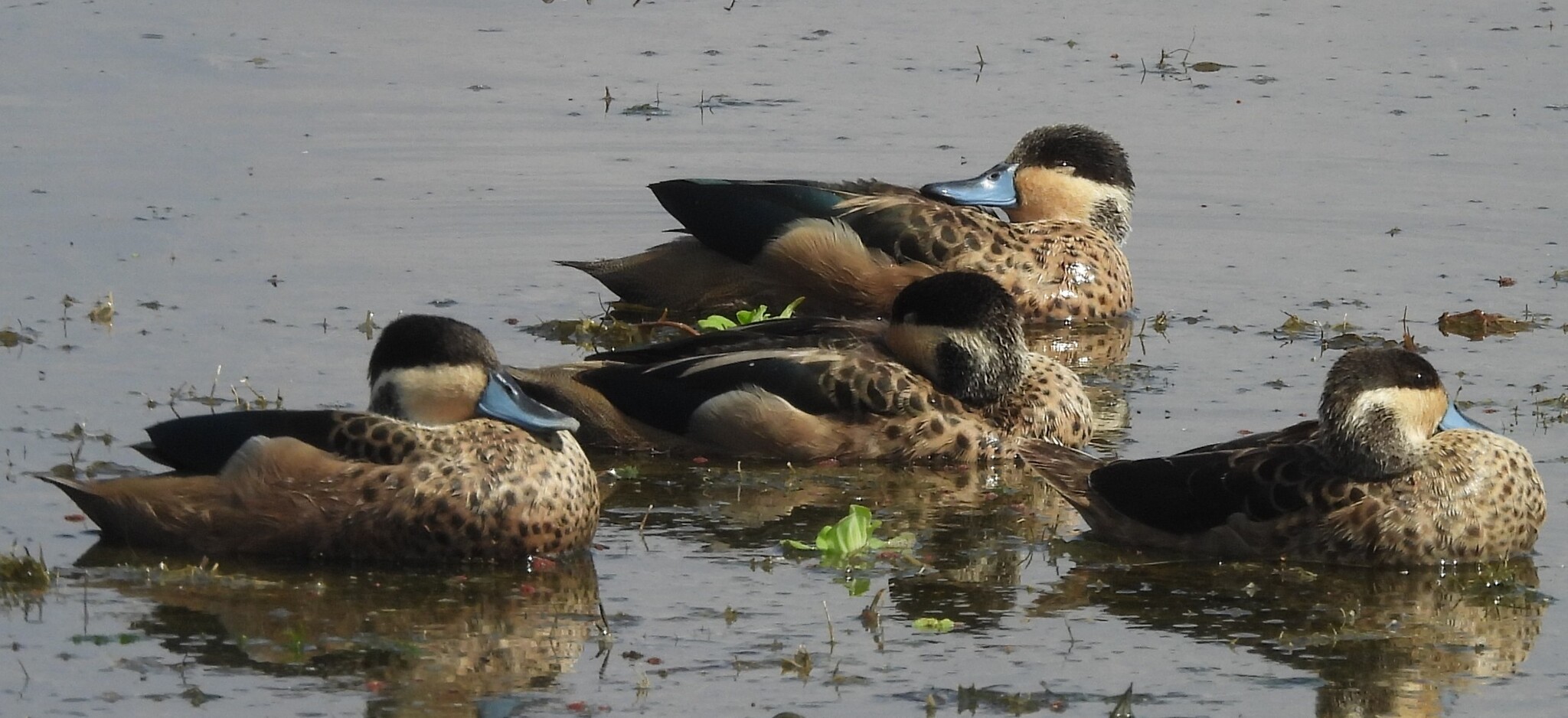 Blue-billed Teal (Spatula hottentota), photo 3