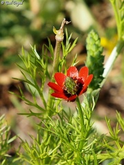 Adonis microcarpa