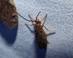 Banksiola concatenata