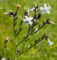 Anchusa strigosa