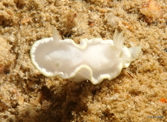 Glossodoris buko
