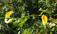 Aristolochia sempervirens
