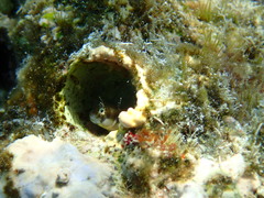 Alloblennius jugularis