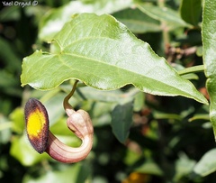Aristolochia sempervirens