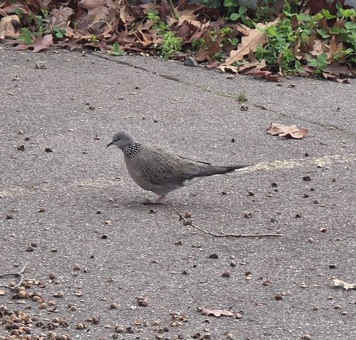 Spotted Dove