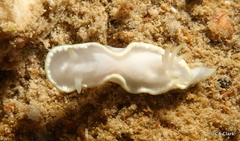 Glossodoris buko
