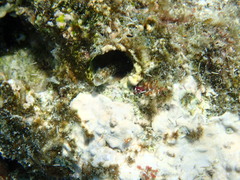 Alloblennius jugularis