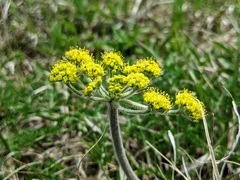 Lomatium foeniculaceum