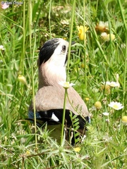 Garrulus glandarius atricapillus