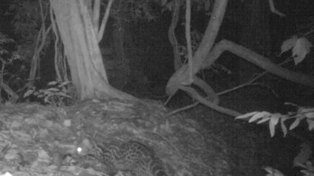 Crested Genet
