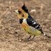 Crested Barbet - Photo (c) Arno Meintjes, some rights reserved (CC BY-NC)