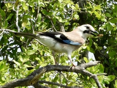 Garrulus glandarius atricapillus