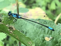 Zoniagrion exclamationis