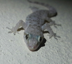 Hemidactylus turcicus