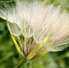 Tragopogon coelesyriacus