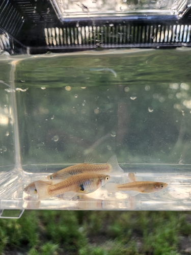 Western Mosquitofish