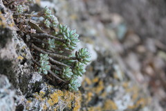 Graptopetalum pachyphyllum