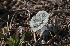 Petasites spurius