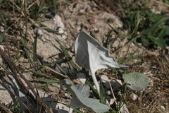Petasites spurius