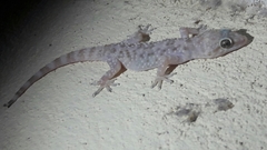 Hemidactylus turcicus