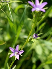 Legousia falcata