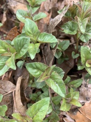 Monarda bradburiana