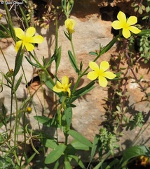 Linum nodiflorum