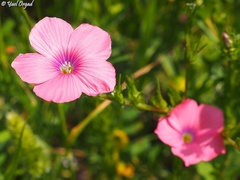 Linum pubescens