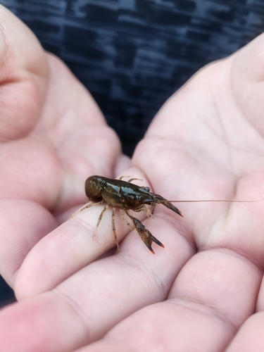 Gray-speckled Crayfish