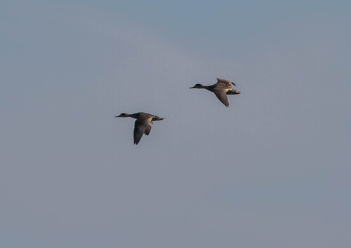 Marbled Duck