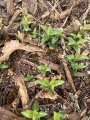 Monarda bradburiana