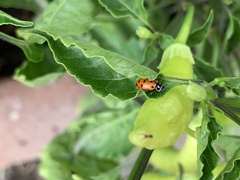 Hippodamia convergens