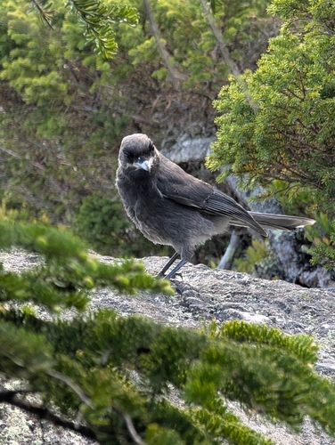 Canada Jay
