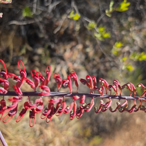 Grevillea dryandri, photograph 5