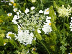 Tordylium cordatum