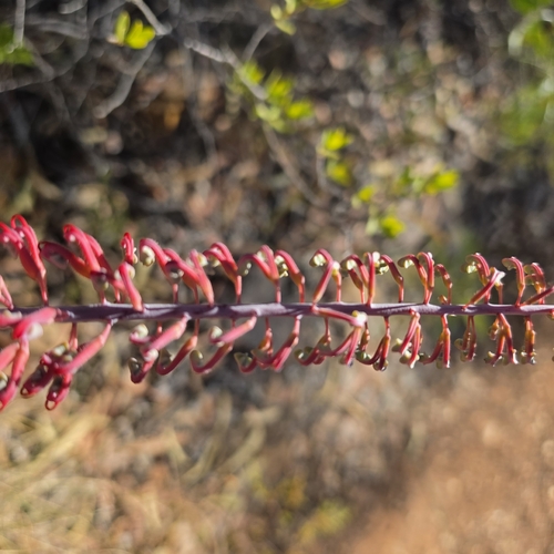 Grevillea dryandri, photograph 6