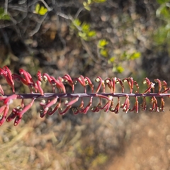 Grevillea dryandri, photograph (c) Martin Rady, some rights reserved (CC BY)