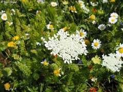 Tordylium cordatum