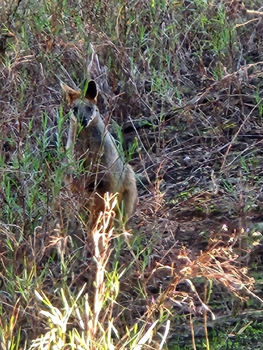 Swamp Wallaby