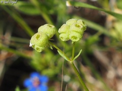 Valerianella vesicaria