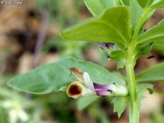 Vicia galilaea