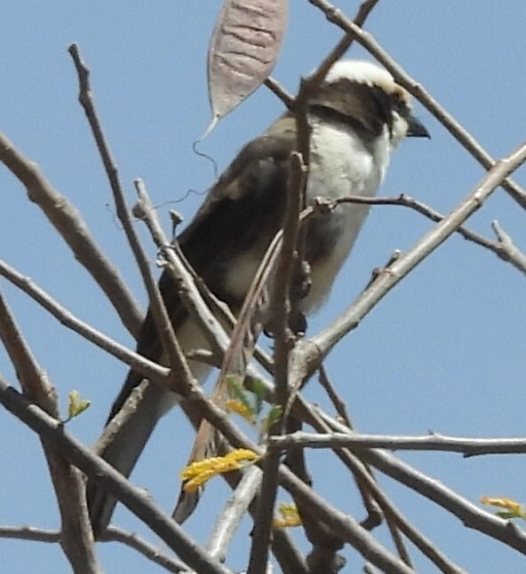 Northern White-crowned Shrike (Eurocephalus ruppelli), photo 2