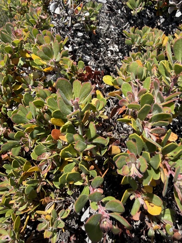 Arctostaphylos pumila, photograph 2