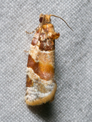 Argyrotaenia kimballi