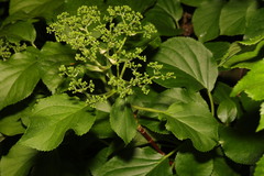 Hydrangea petiolaris