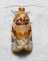 Argyrotaenia kimballi