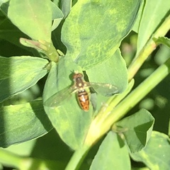 Toxomerus marginatus