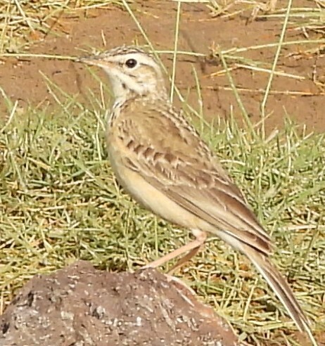 African Pipit (Anthus cinnamomeus), photo 7