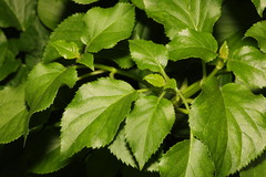 Hydrangea petiolaris