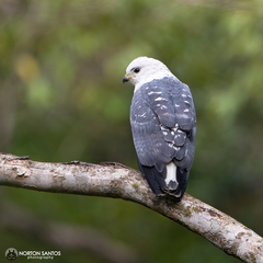 Buteogallus lacernulatus